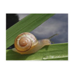 Snail 96 ~ postcard