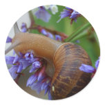 Snail Animal stickers