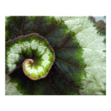 Snail Begonia Leaf Photo