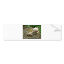 Snail Bumper Sticker