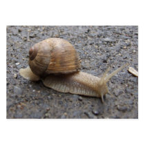 snail business cards