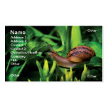 Snail Business Card