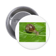 Snail Button