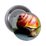 Snail Buttons