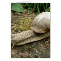 Snail Greeting Cards