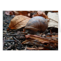 Snail Card