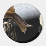 Snail Fridge Magnet