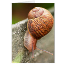 snail greeting card