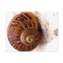 Snail It! Postcard