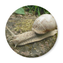 Snail Magnets