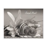 Snail Mail Garden Snails On Gerbera Daisy Photo postcards