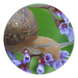 Snail On Flowers stickers