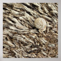 Snail on Wood - poster posters