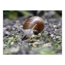 Snail Photo