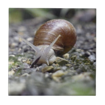 Snail Photo Tiles