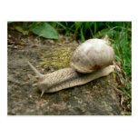 Snail Post Cards