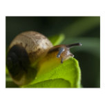Snail Post Cards