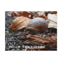 Snail Postcard