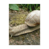 Snail Post Card