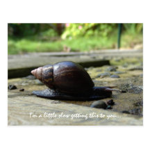 Snail Postcard