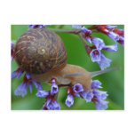 Snail Postcard Picture