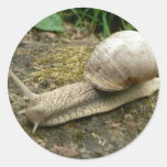 Snail Round Sticker