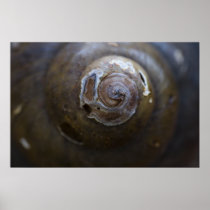 snail-shell-2012-05-26 poster