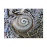 Snail Shell Spiral Postcard