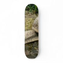 Snail Skate Board