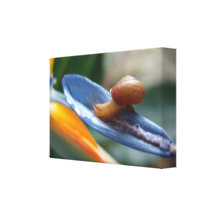 Snail Snack Time on Canvas Gallery Wrap Canvas