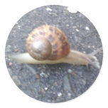 Snail Stickers
