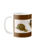 Snail Studies mugs