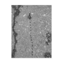 Snail trail post cards