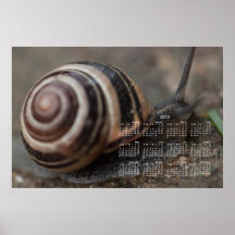 Snail Up Close; 2013 Calendar Posters