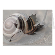 Snail Up Close Greeting Cards