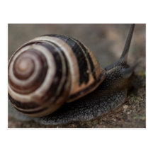 Snail Up Close Postcards