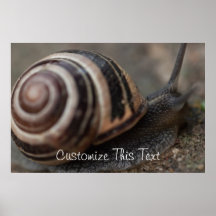 Snail Up Close Poster