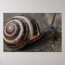 Snail Up Close Poster