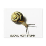 SNAIL WITH CAPTION FROM JUNGLEWALK.COM postcards