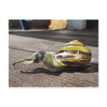 Snailephant