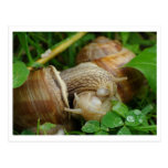Snails Love Kiss Postcard
