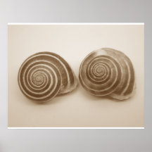 Snails Print