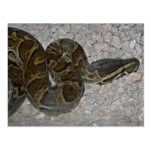 snake 24 postcard