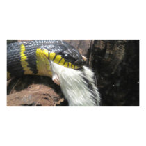 Snake and Mouse
