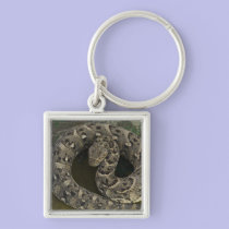 Snake Charmer's African Puff-adder Bitis keychains