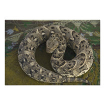 Snake Charmer's African Puff-adder Bitis