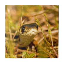 Snake in the Grass Ceramic Tile