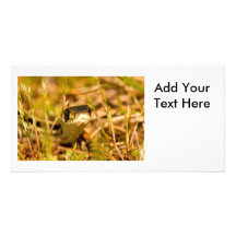 Snake in the Grass Photo Card