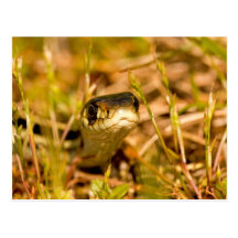 Snake in the Grass Postcards