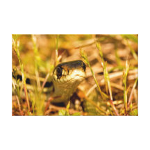 Snake in the Grass Stretched Canvas Print